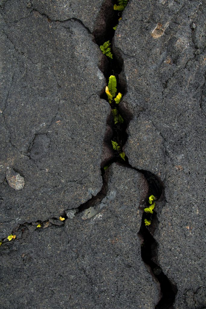 Small green shoots of plants growing up through cracks in harsh, grey rocks. 